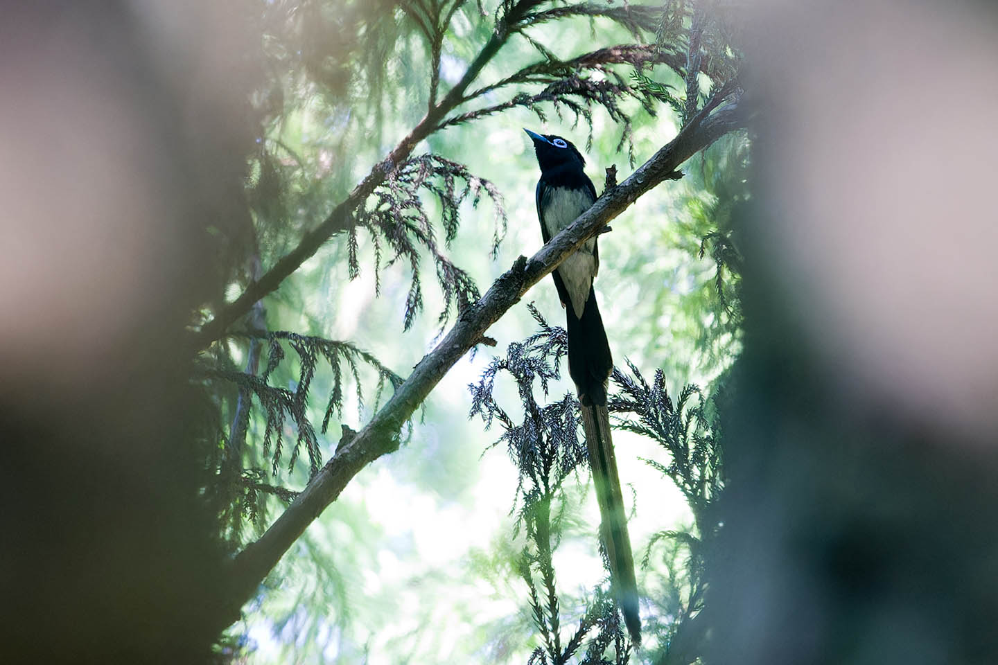 Canon EOS 6D + TAMRON SP 150-600mm F/5-6.3 Di VC USD (A011) and DxO PureRAW 3