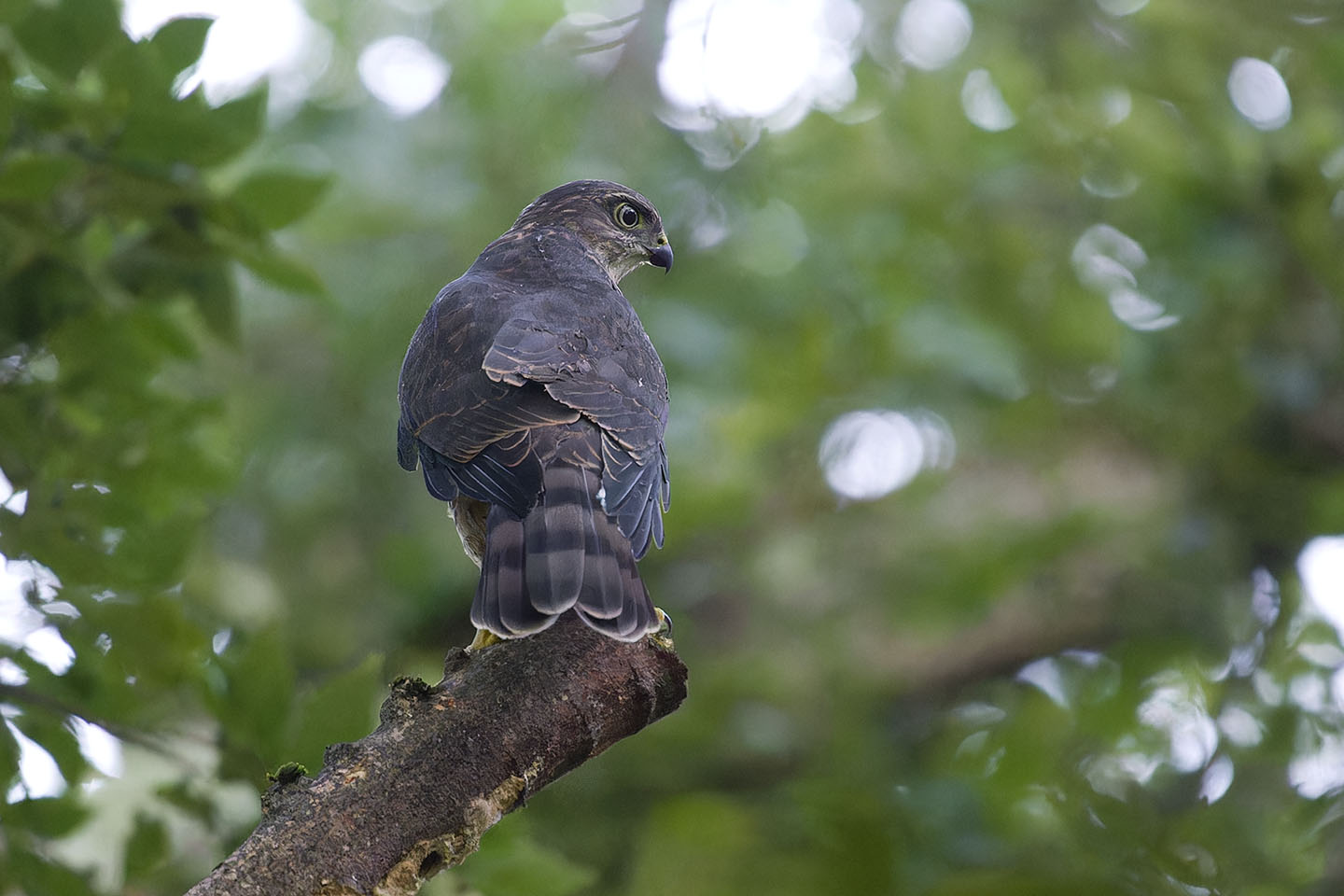Canon EOS 6D + TAMRON SP 150-600mm F/5-6.3 Di VC USD (A011) and DxO PureRAW 3