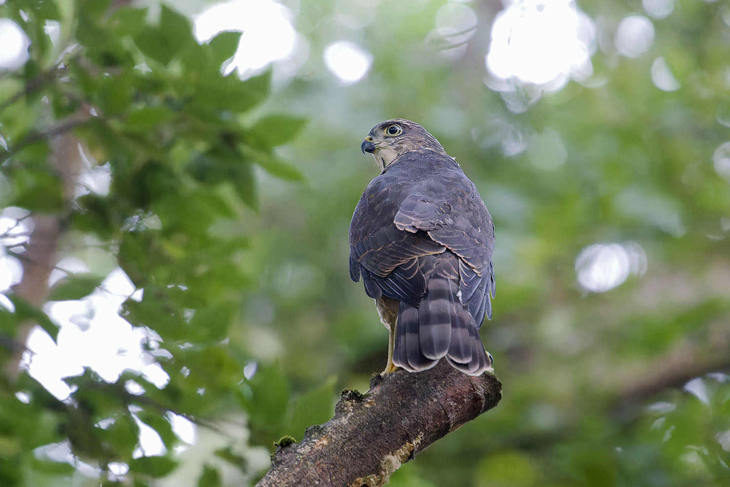 Canon EOS 6D + TAMRON SP 150-600mm F/5-6.3 Di VC USD (A011) and DxO PureRAW 3