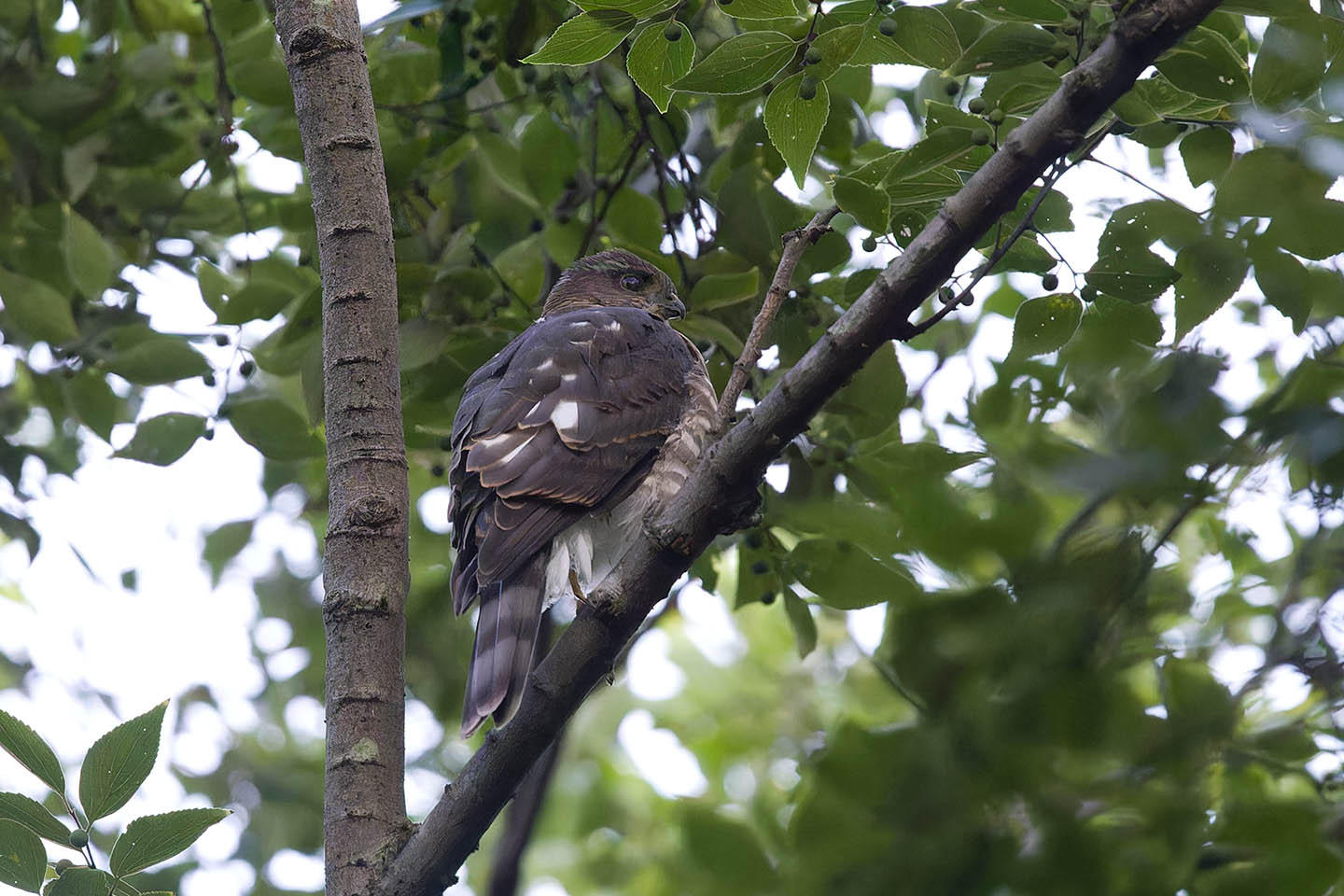 Canon EOS 6D + TAMRON SP 150-600mm F/5-6.3 Di VC USD (A011) and DxO PureRAW 3