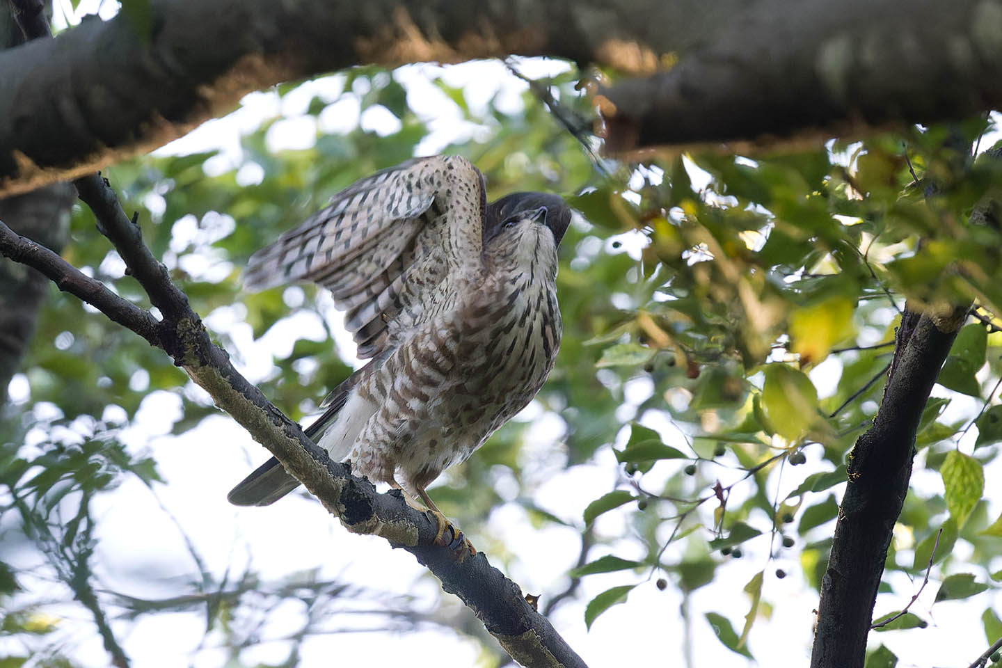Canon EOS 6D + TAMRON SP 150-600mm F/5-6.3 Di VC USD (A011) and DxO PureRAW 3