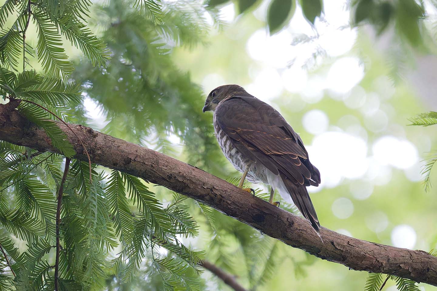Canon EOS 6D + TAMRON SP 150-600mm F/5-6.3 Di VC USD (A011) and DxO PureRAW 3