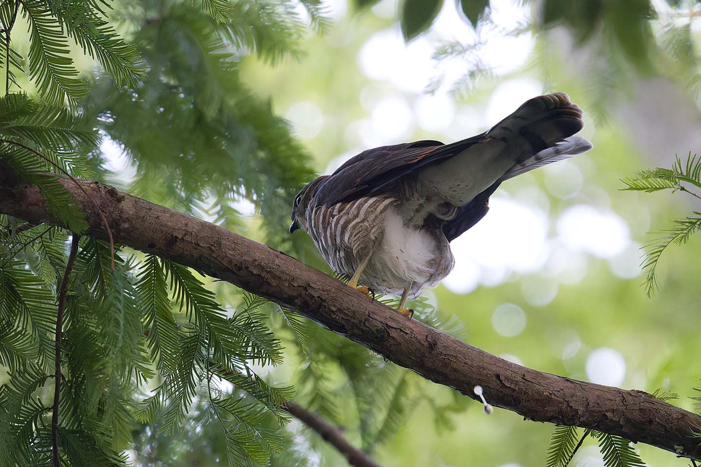 Canon EOS 6D + TAMRON SP 150-600mm F/5-6.3 Di VC USD (A011) and DxO PureRAW 3