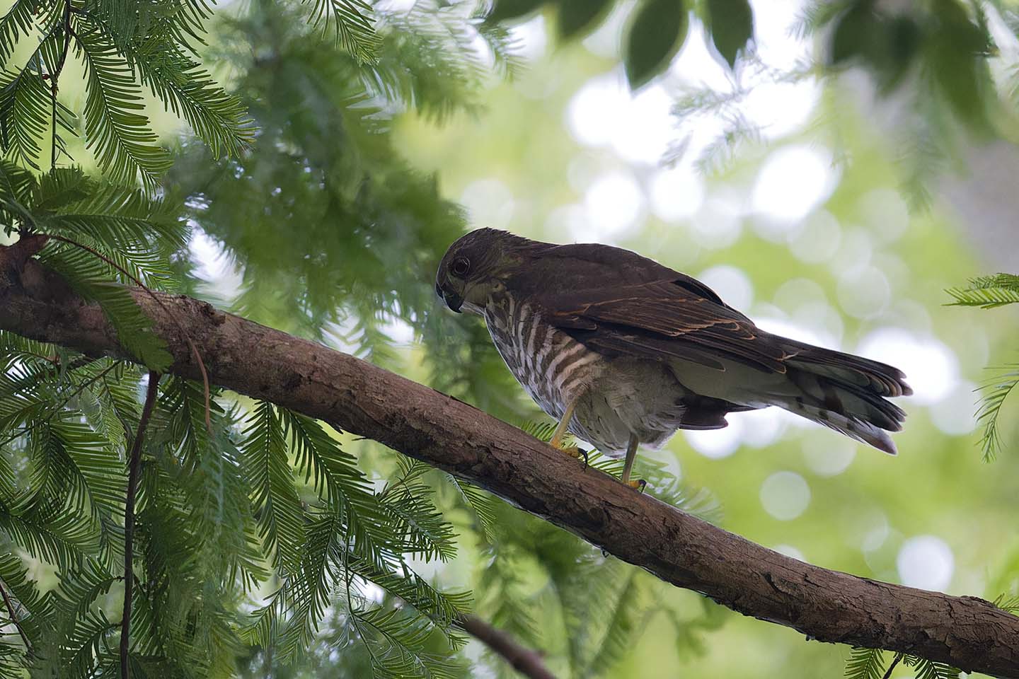 Canon EOS 6D + TAMRON SP 150-600mm F/5-6.3 Di VC USD (A011) and DxO PureRAW 3
