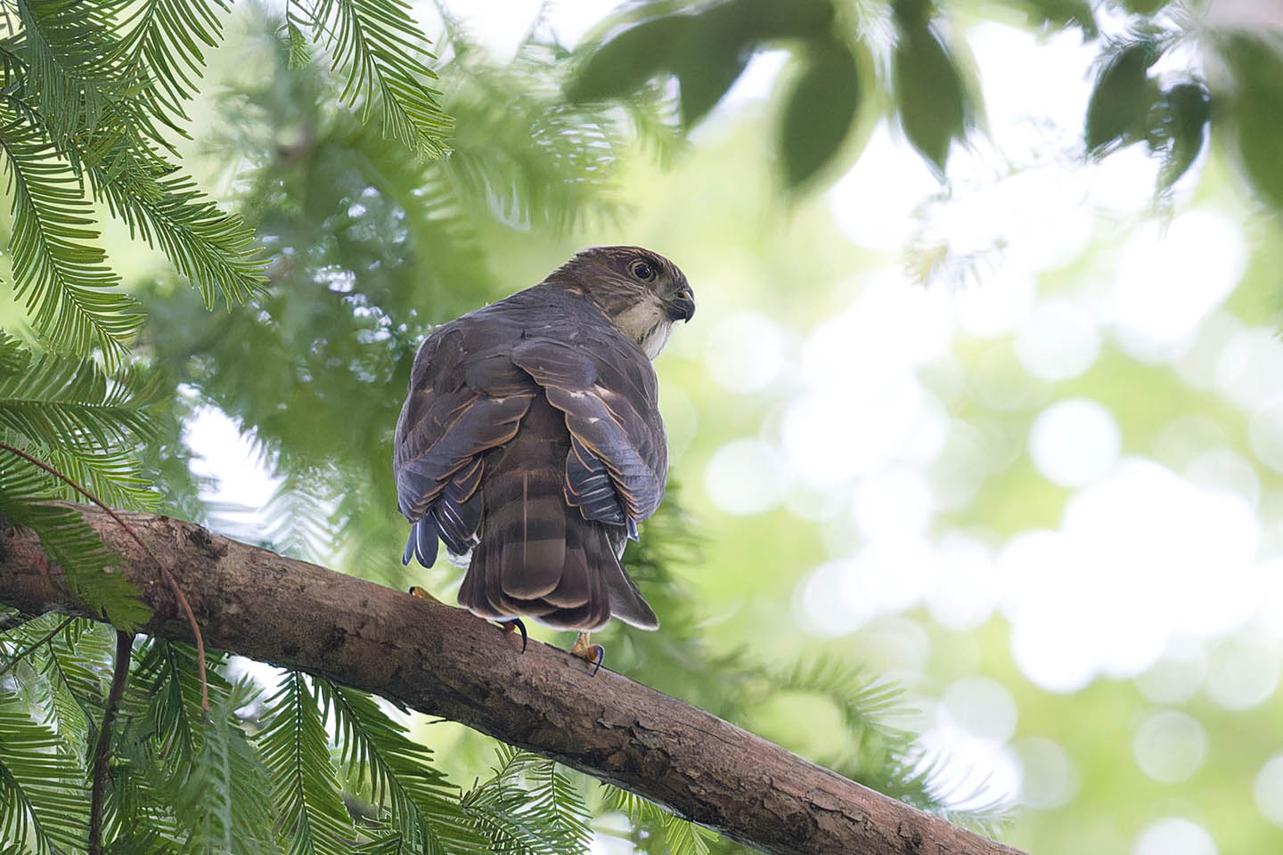 Canon EOS 6D + TAMRON SP 150-600mm F/5-6.3 Di VC USD (A011) and DxO PureRAW 3