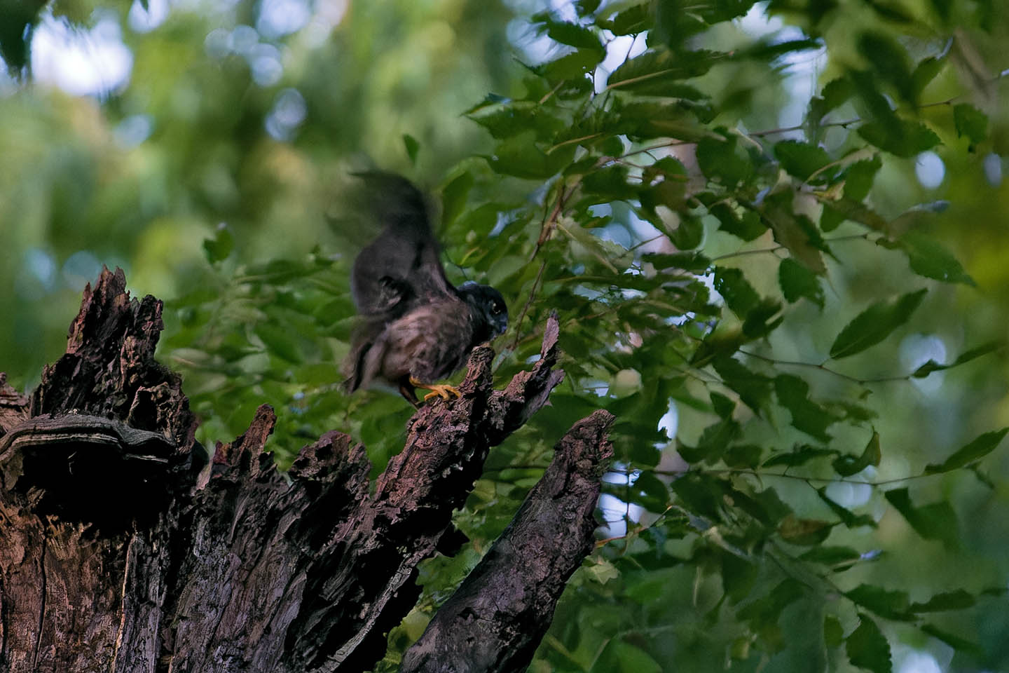 Canon EOS 6D + TAMRON SP 150-600mm F/5-6.3 Di VC USD (A011) and DxO PureRAW 3