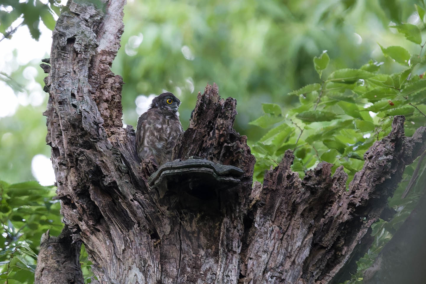 Canon EOS 6D + TAMRON SP 150-600mm F/5-6.3 Di VC USD (A011) and DxO PureRAW 3