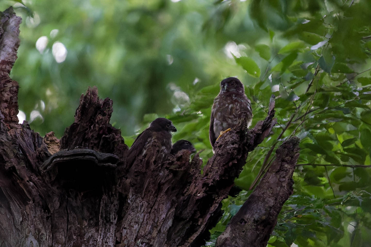 Canon EOS 6D + TAMRON SP 150-600mm F/5-6.3 Di VC USD (A011) and DxO PureRAW 3