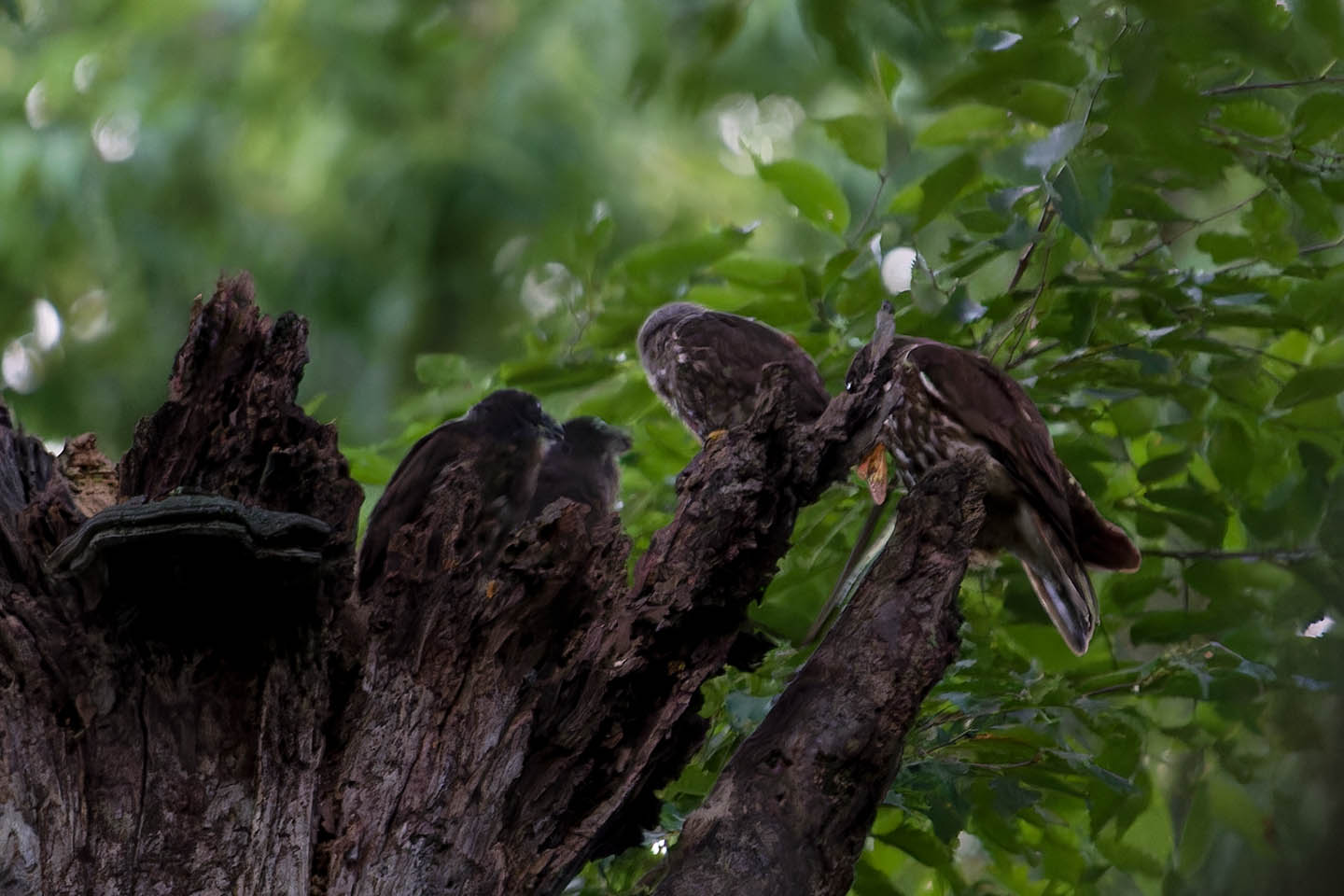 Canon EOS 6D + TAMRON SP 150-600mm F/5-6.3 Di VC USD (A011) and DxO PureRAW 3