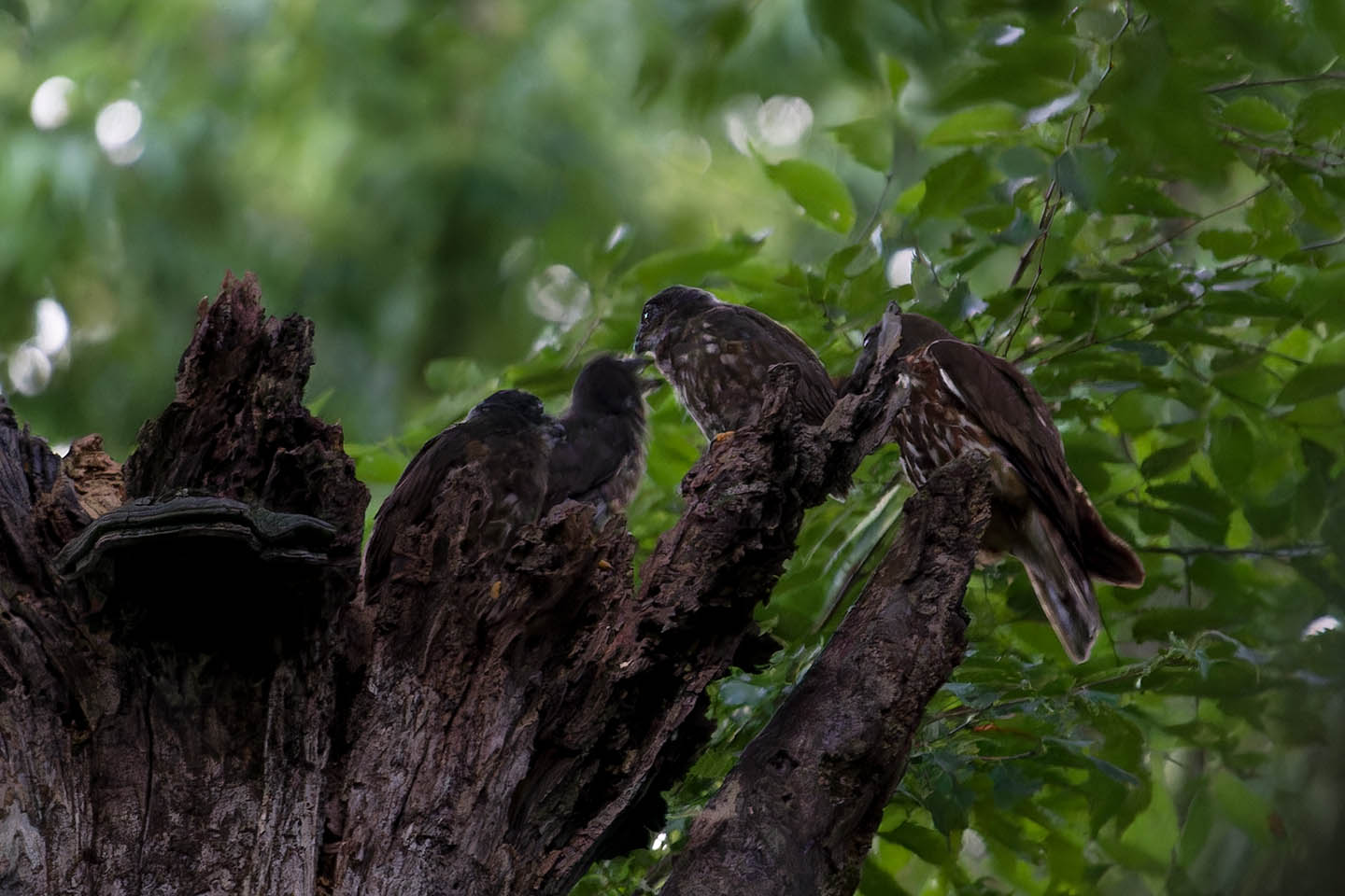 Canon EOS 6D + TAMRON SP 150-600mm F/5-6.3 Di VC USD (A011) and DxO PureRAW 3