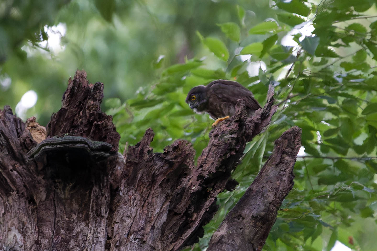 Canon EOS 6D + TAMRON SP 150-600mm F/5-6.3 Di VC USD (A011) and DxO PureRAW 3