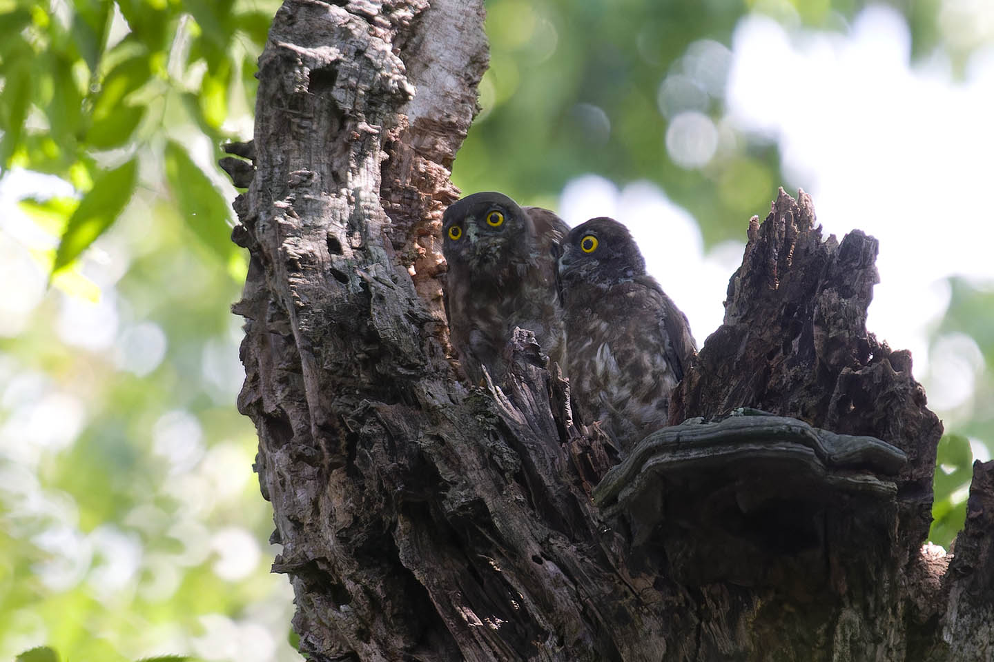 Canon EOS 60D + TAMRON SP 150-600mm F/5-6.3 Di VC USD (A011) and DxO PureRAW 3