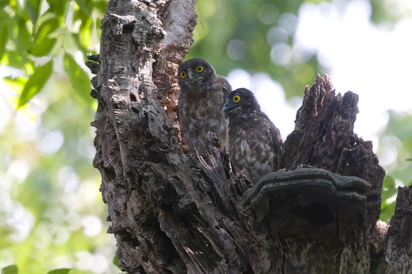 Canon EOS 60D + TAMRON SP 150-600mm F/5-6.3 Di VC USD (A011) and DxO PureRAW 3