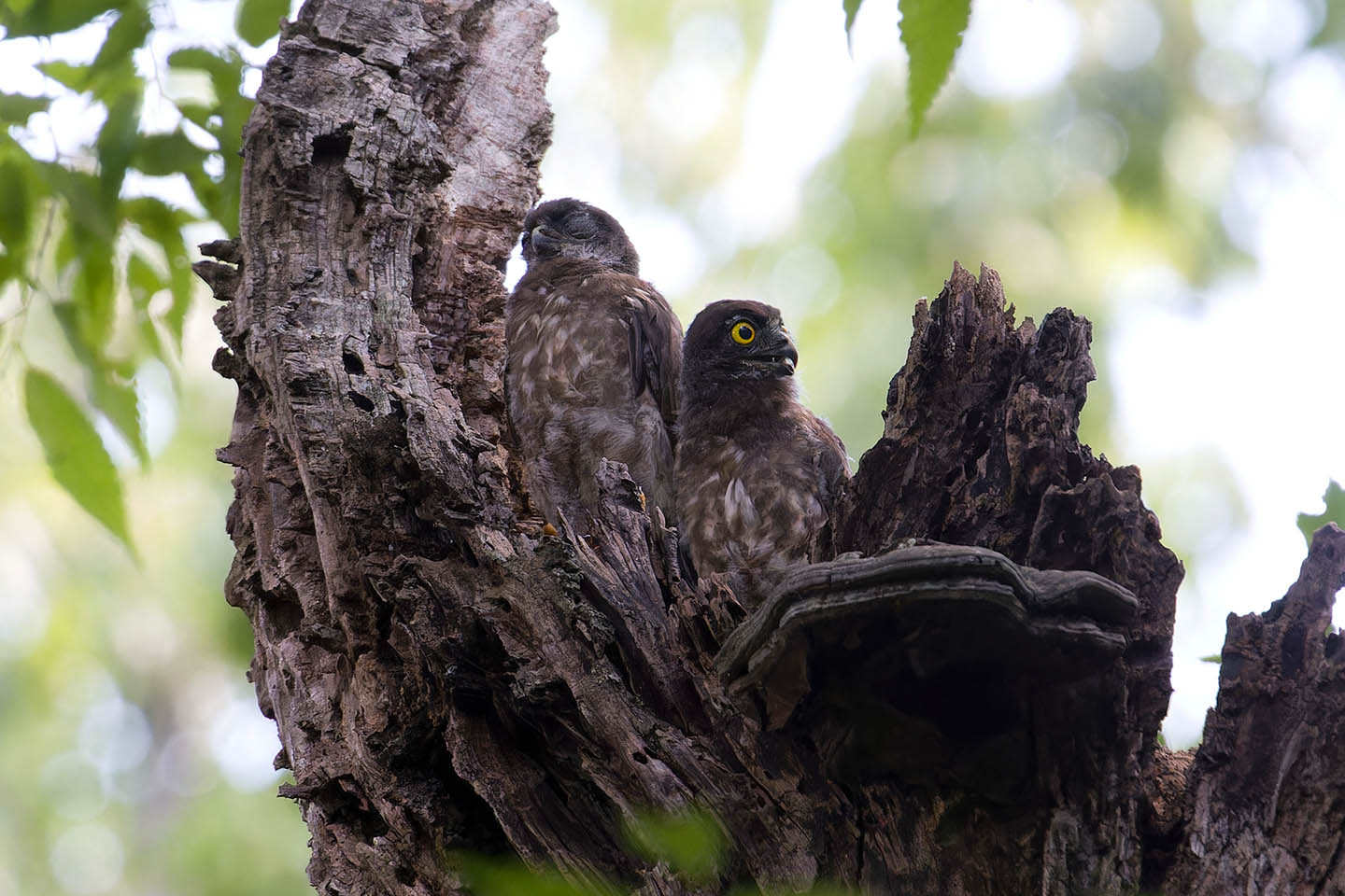 Canon EOS 60D + TAMRON SP 150-600mm F/5-6.3 Di VC USD (A011) and DxO PureRAW 3