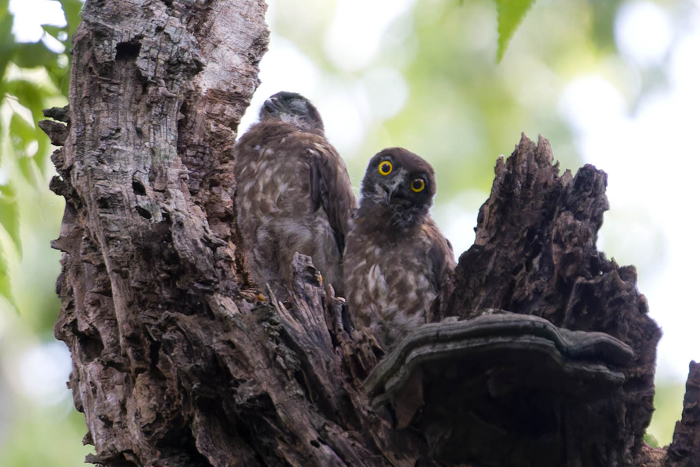 Canon EOS 60D + TAMRON SP 150-600mm F/5-6.3 Di VC USD (A011) and DxO PureRAW 3
