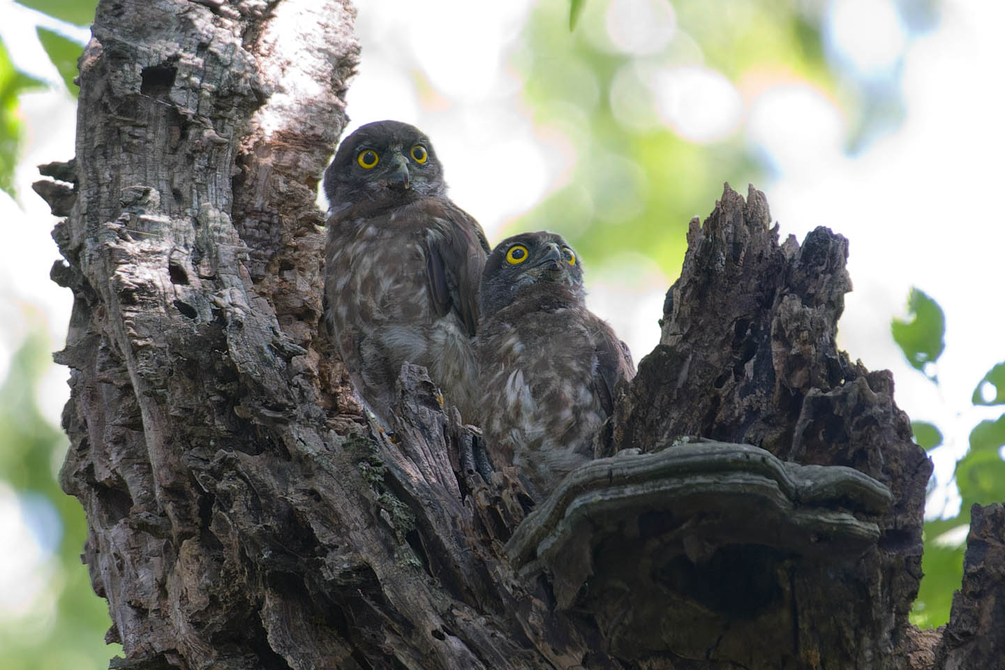 Canon EOS 60D + TAMRON SP 150-600mm F/5-6.3 Di VC USD (A011) and DxO PureRAW 3