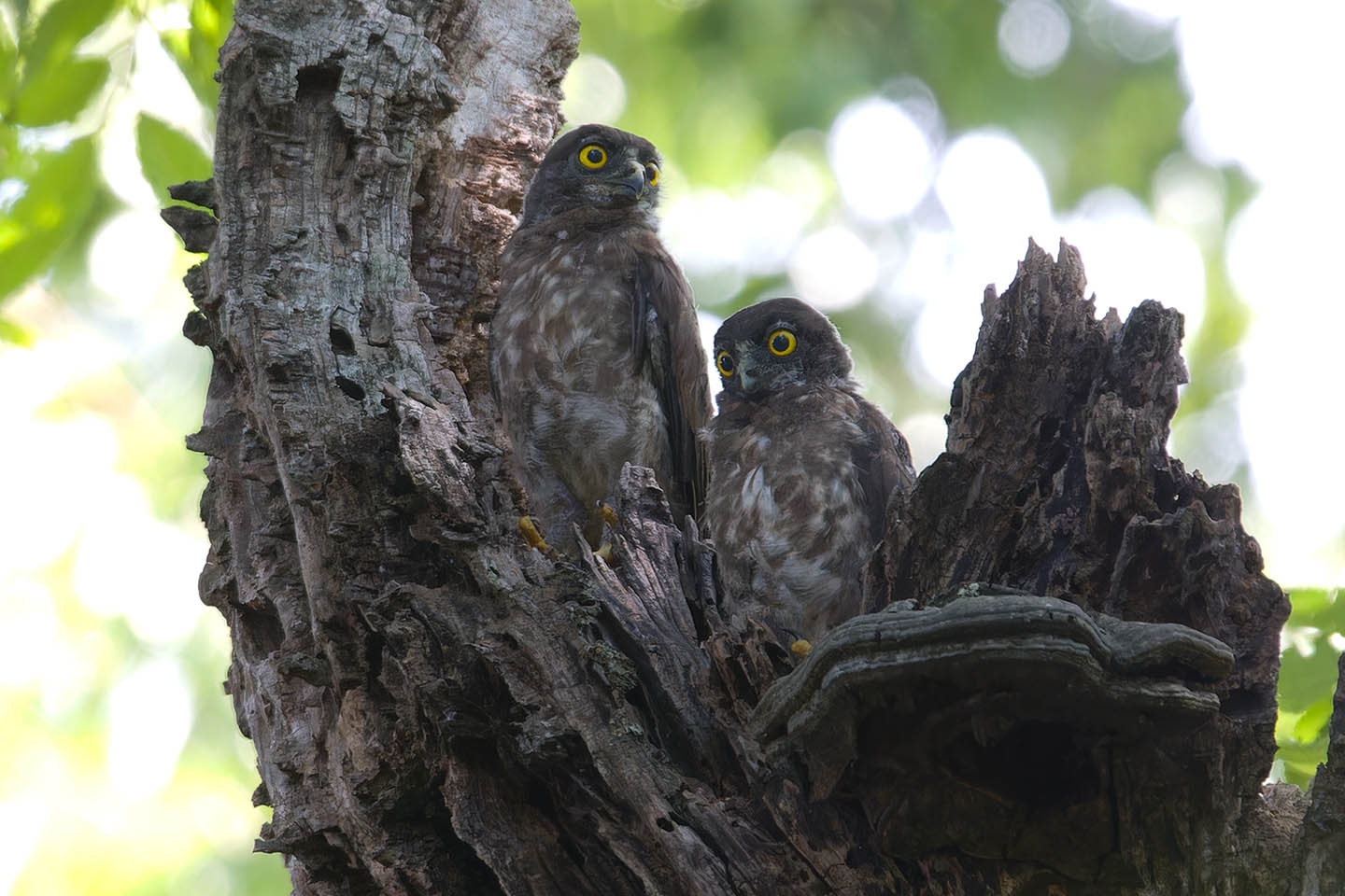 Canon EOS 60D + TAMRON SP 150-600mm F/5-6.3 Di VC USD (A011) and DxO PureRAW 3