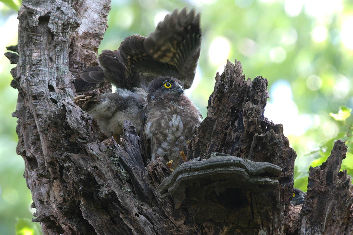 Canon EOS 60D + TAMRON SP 150-600mm F/5-6.3 Di VC USD (A011) and DxO PureRAW 3
