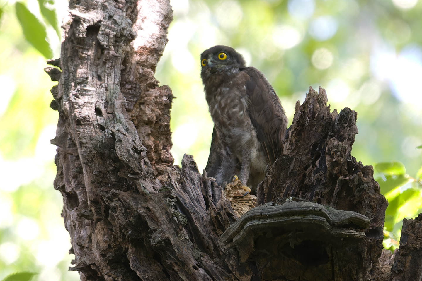 Canon EOS 60D + TAMRON SP 150-600mm F/5-6.3 Di VC USD (A011) and DxO PureRAW 3