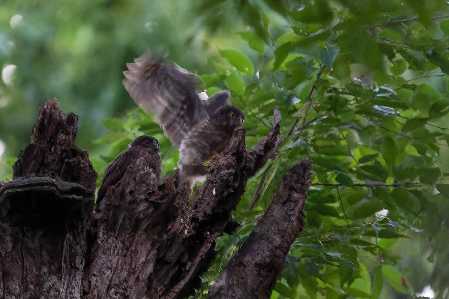 Canon EOS 6D + TAMRON SP 150-600mm F/5-6.3 Di VC USD (A011) and DxO PureRAW 3