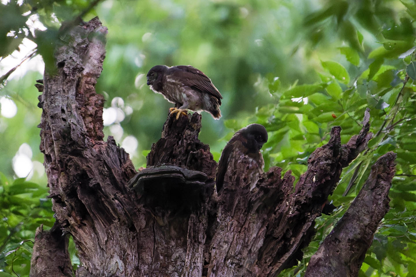 Canon EOS 6D + TAMRON SP 150-600mm F/5-6.3 Di VC USD (A011) and DxO PureRAW 3