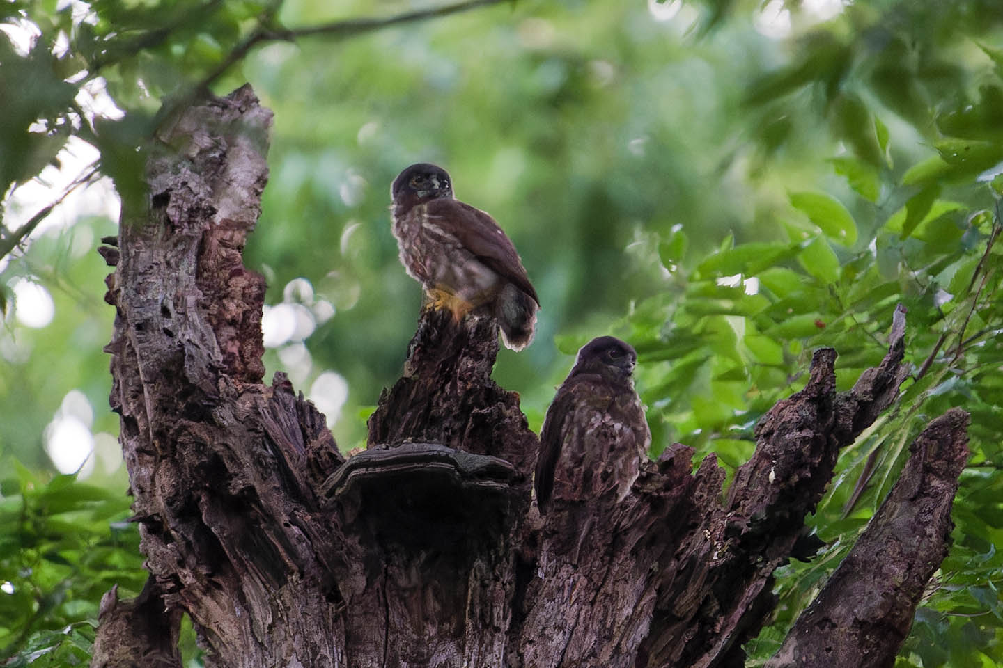 Canon EOS 6D + TAMRON SP 150-600mm F/5-6.3 Di VC USD (A011) and DxO PureRAW 3