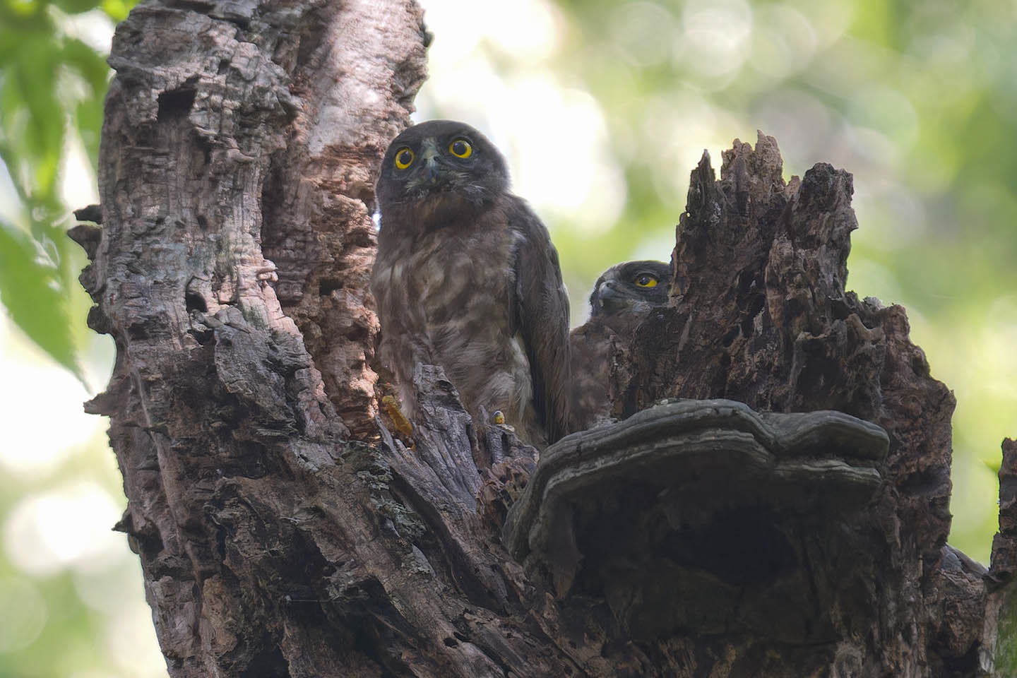 Canon EOS 60D + TAMRON SP 150-600mm F/5-6.3 Di VC USD (A011) and DxO PureRAW 3