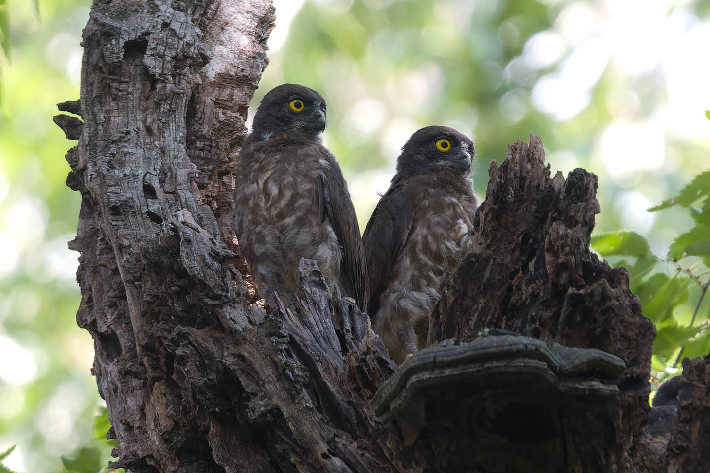Canon EOS 60D + TAMRON SP 150-600mm F/5-6.3 Di VC USD (A011) and DxO PureRAW 3