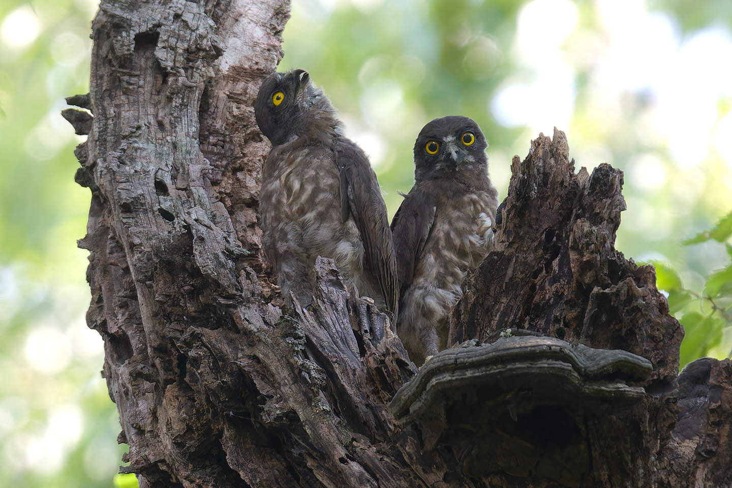 Canon EOS 60D + TAMRON SP 150-600mm F/5-6.3 Di VC USD (A011) and DxO PureRAW 3