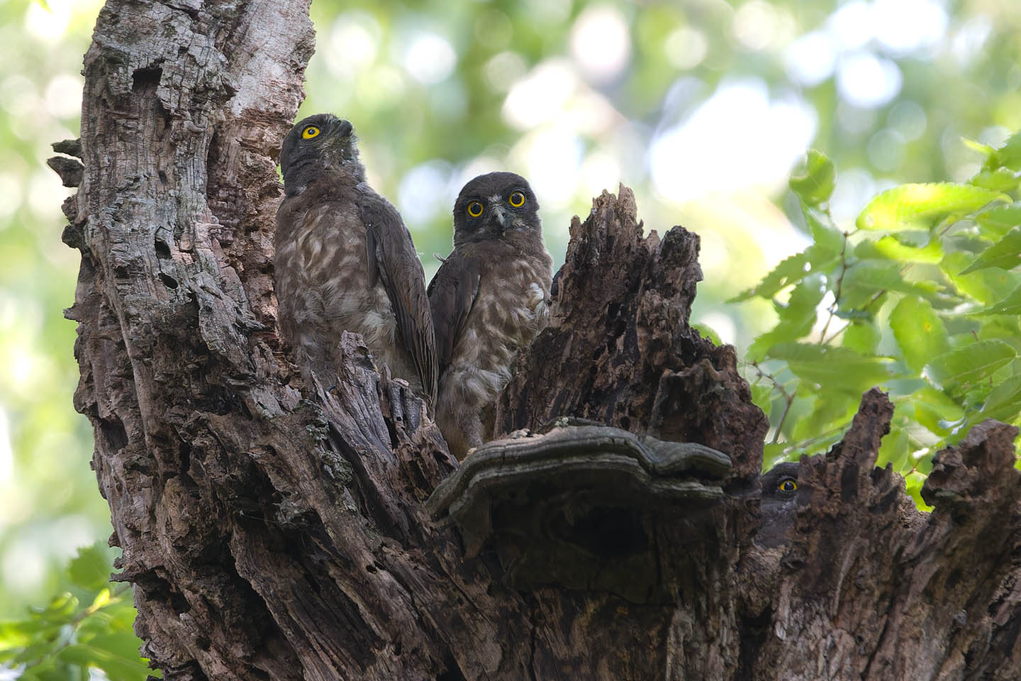 Canon EOS 60D + TAMRON SP 150-600mm F/5-6.3 Di VC USD (A011) and DxO PureRAW 3