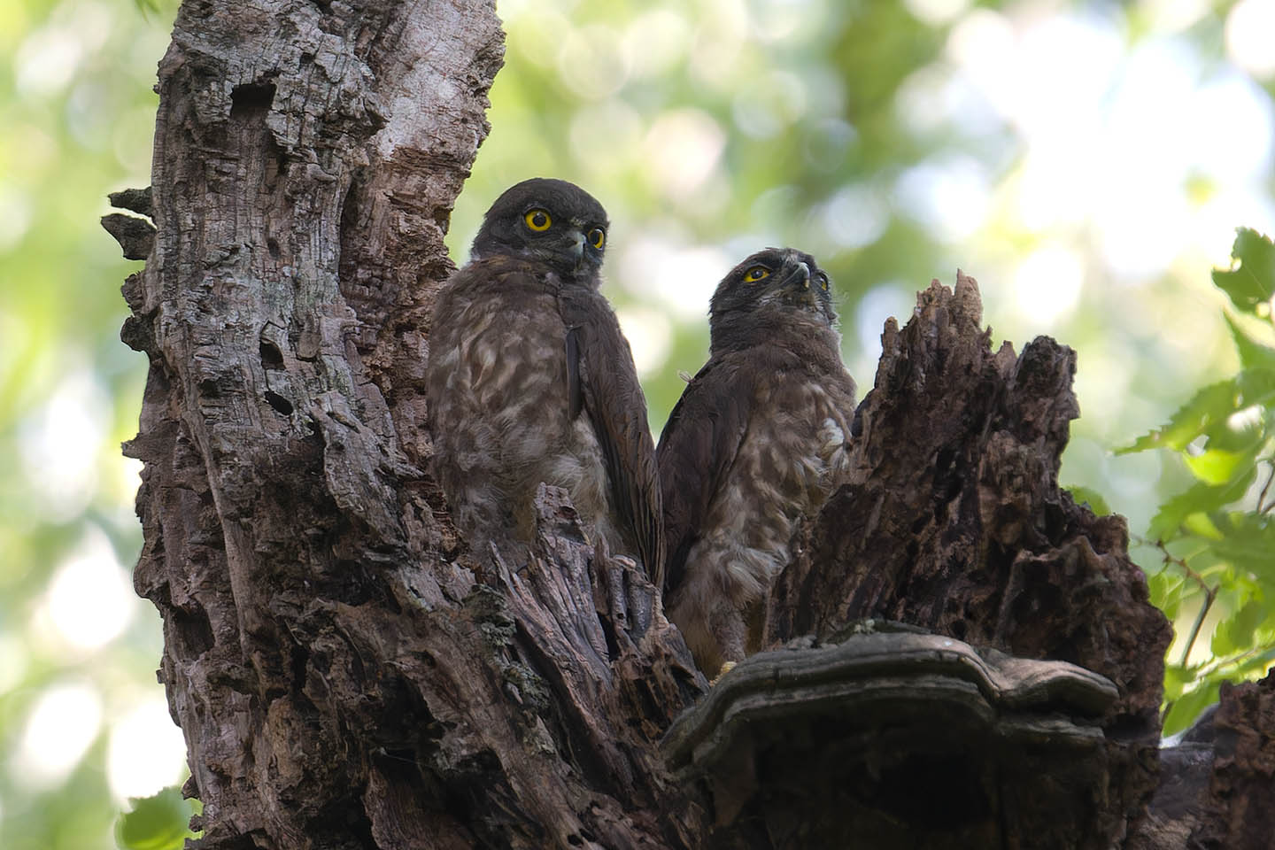 Canon EOS 60D + TAMRON SP 150-600mm F/5-6.3 Di VC USD (A011) and DxO PureRAW 3