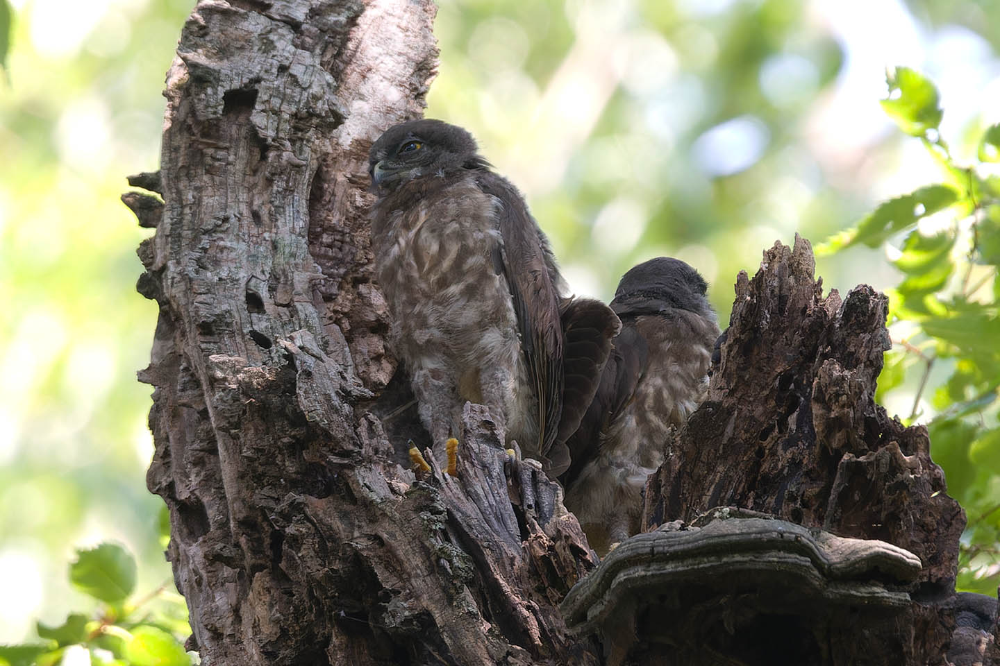 Canon EOS 60D + TAMRON SP 150-600mm F/5-6.3 Di VC USD (A011) and DxO PureRAW 3