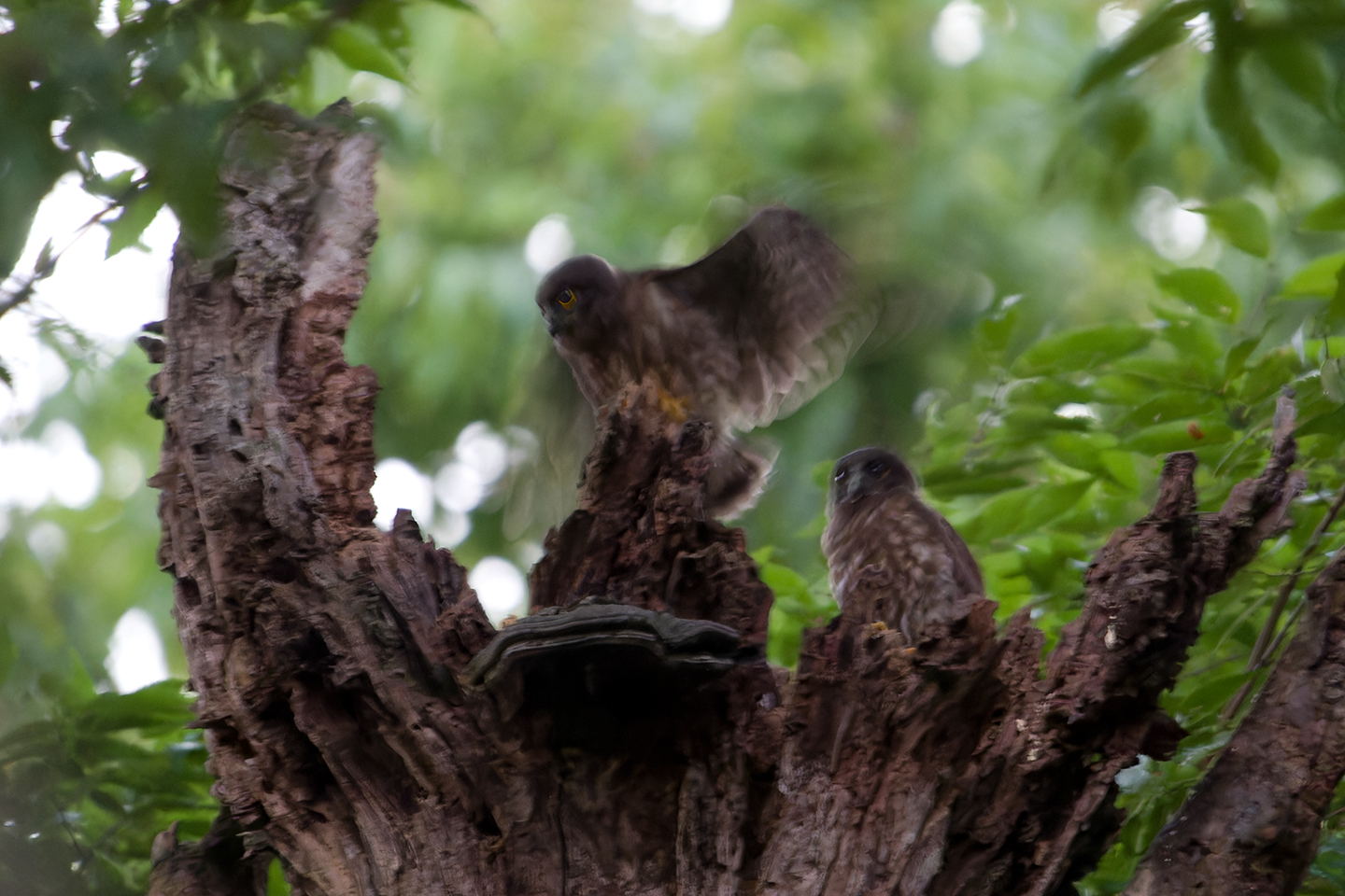 Canon EOS 60D + TAMRON SP 150-600mm F/5-6.3 Di VC USD (A011) and DxO PureRAW 3