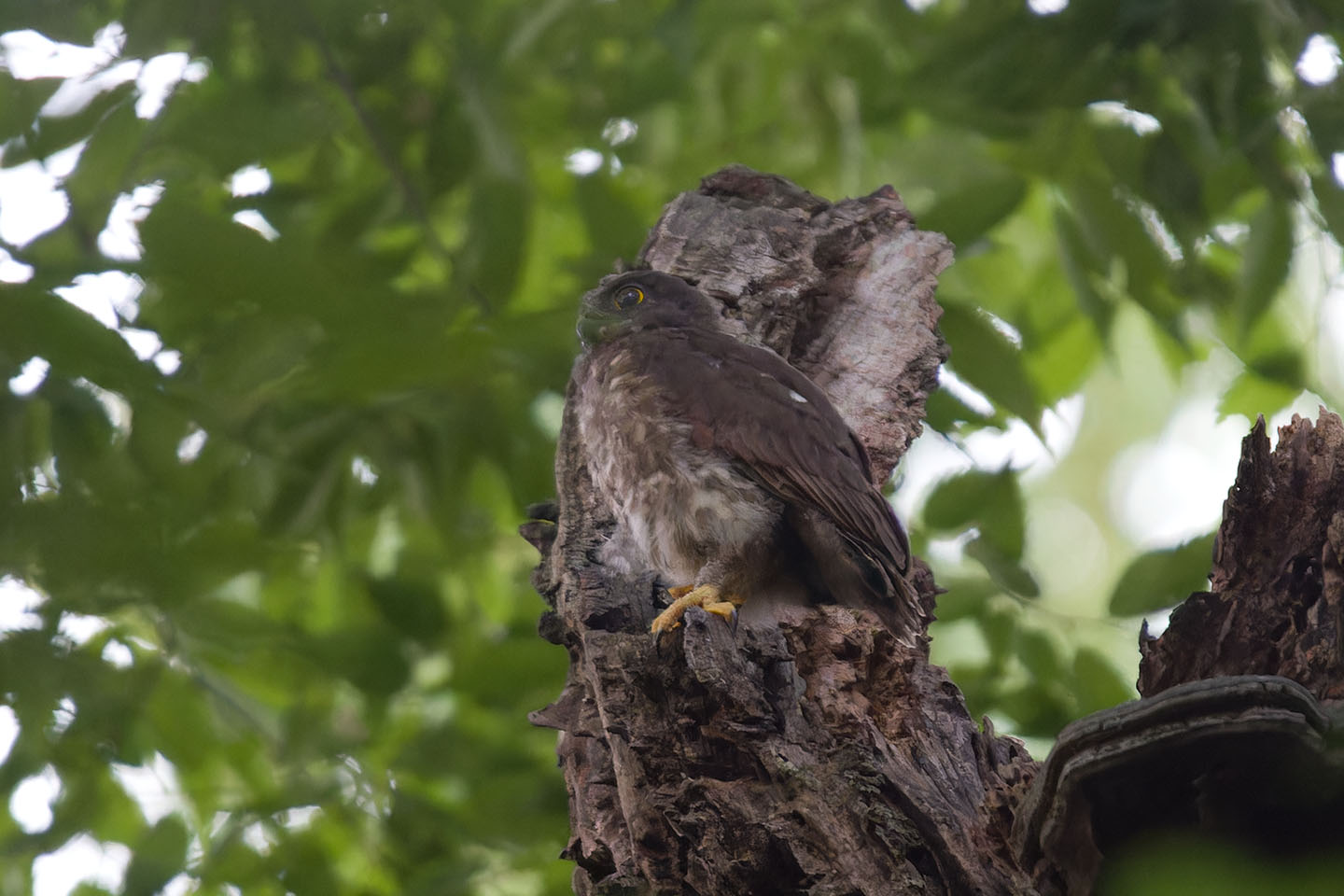 Canon EOS 60D + TAMRON SP 150-600mm F/5-6.3 Di VC USD (A011) and DxO PureRAW 3