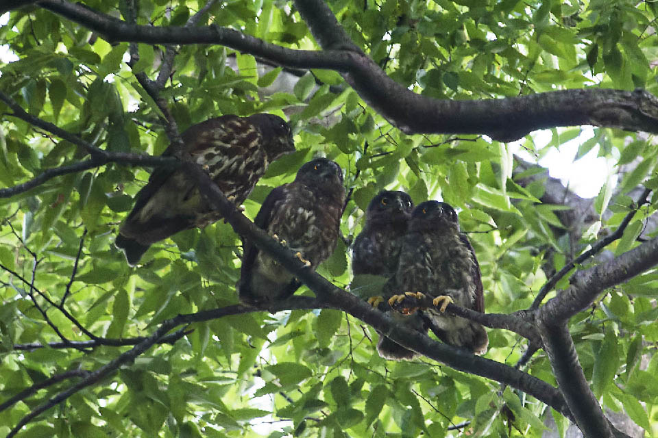 Canon EOS 60D + TAMRON SP 150-600mm F/5-6.3 Di VC USD (A011) and DxO PureRAW 3