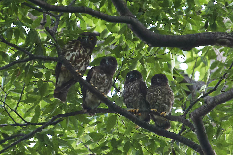 Canon EOS 60D + TAMRON SP 150-600mm F/5-6.3 Di VC USD (A011) and DxO PureRAW 3