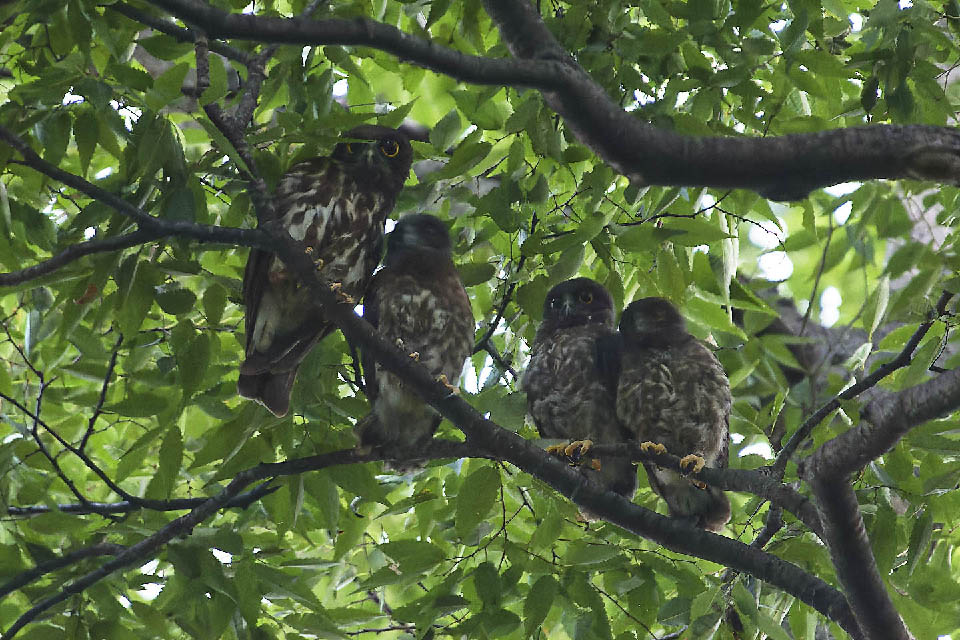 Canon EOS 60D + TAMRON SP 150-600mm F/5-6.3 Di VC USD (A011) and DxO PureRAW 3