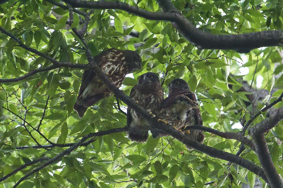 Canon EOS 60D + TAMRON SP 150-600mm F/5-6.3 Di VC USD (A011) and DxO PureRAW 3
