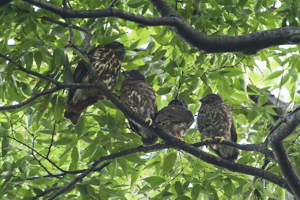 Canon EOS 60D + TAMRON SP 150-600mm F/5-6.3 Di VC USD (A011) and DxO PureRAW 3