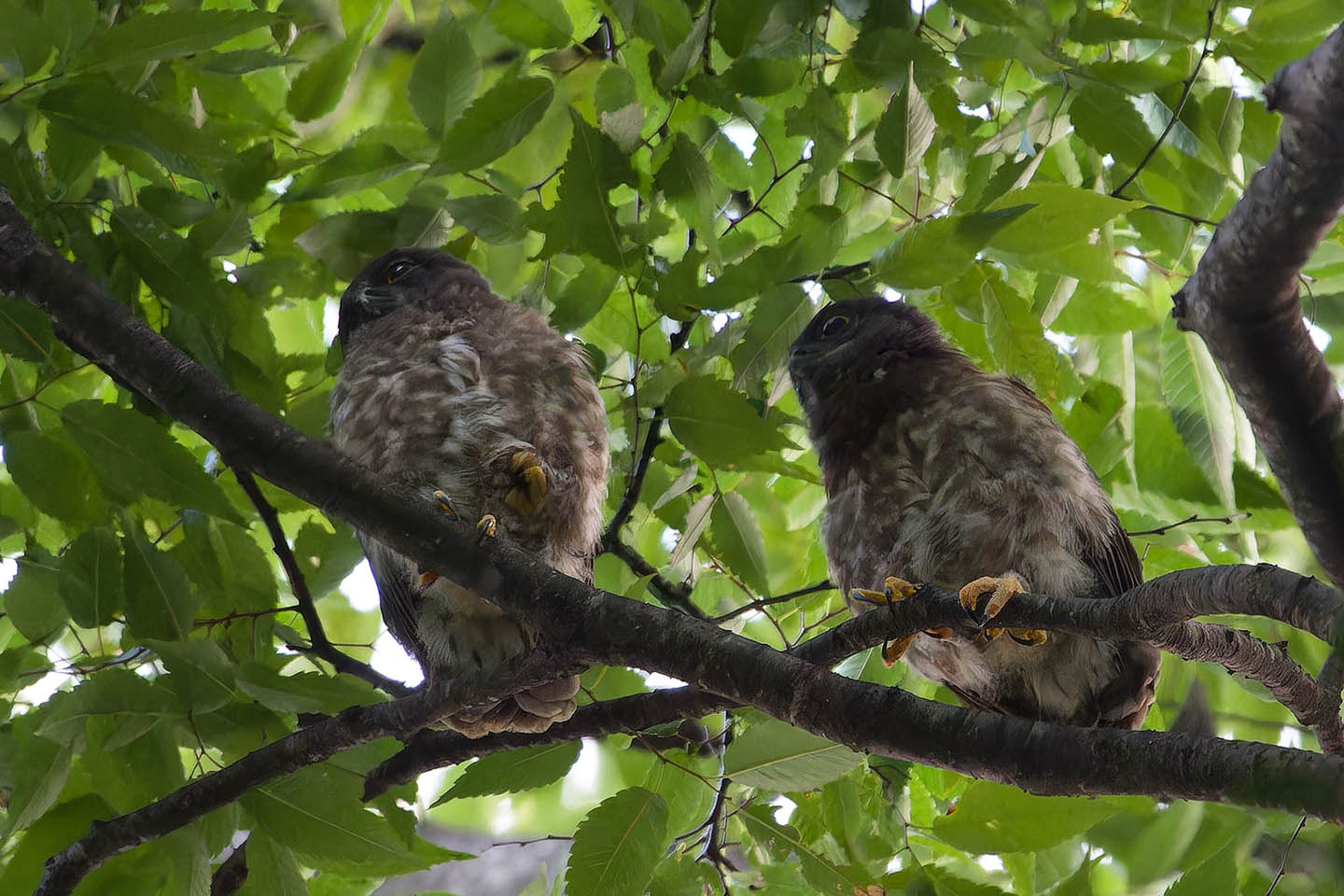 Canon EOS 60D + TAMRON SP 150-600mm F/5-6.3 Di VC USD (A011) and DxO PureRAW 3
