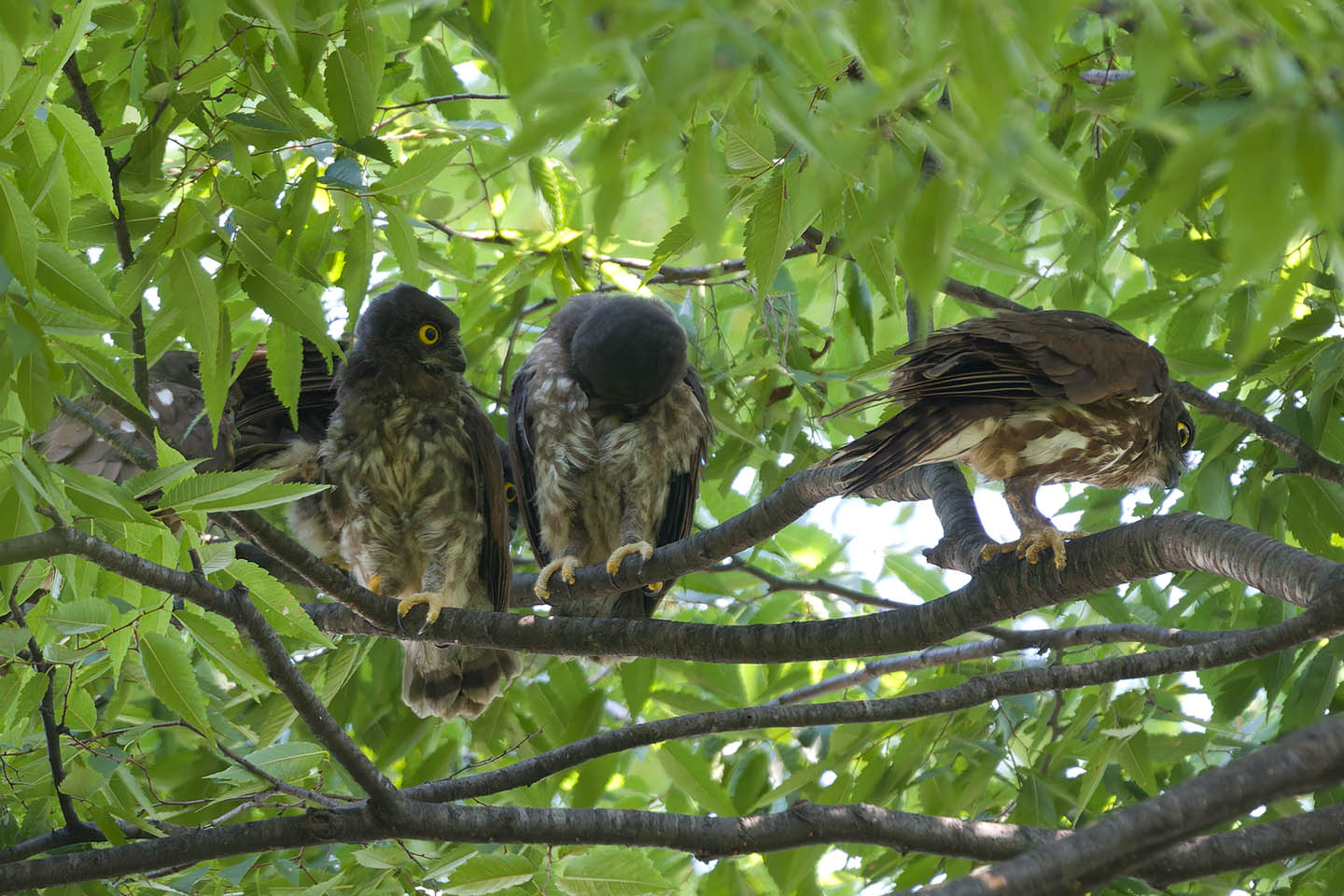 Canon EOS 60D + TAMRON SP 150-600mm F/5-6.3 Di VC USD (A011) and DxO PureRAW 3