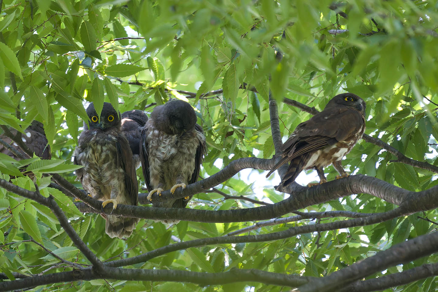 Canon EOS 60D + TAMRON SP 150-600mm F/5-6.3 Di VC USD (A011) and DxO PureRAW 3