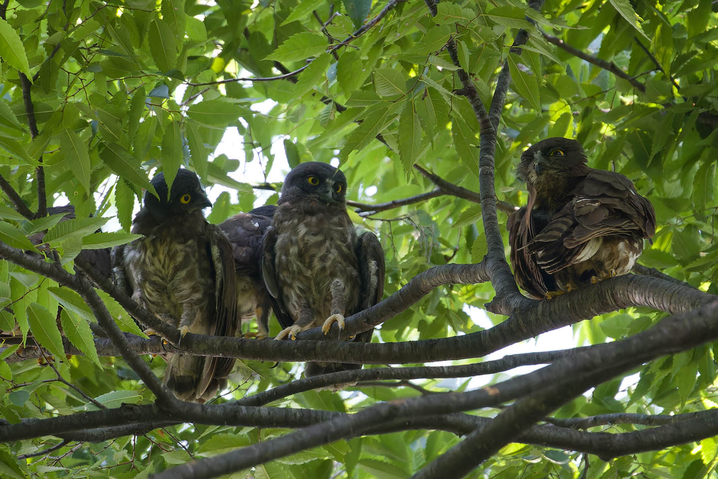 Canon EOS 60D + TAMRON SP 150-600mm F/5-6.3 Di VC USD (A011) and DxO PureRAW 3