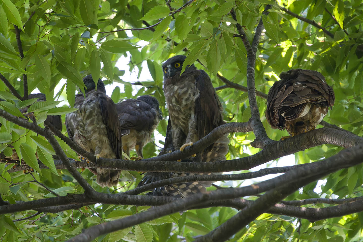 Canon EOS 60D + TAMRON SP 150-600mm F/5-6.3 Di VC USD (A011) and DxO PureRAW 3