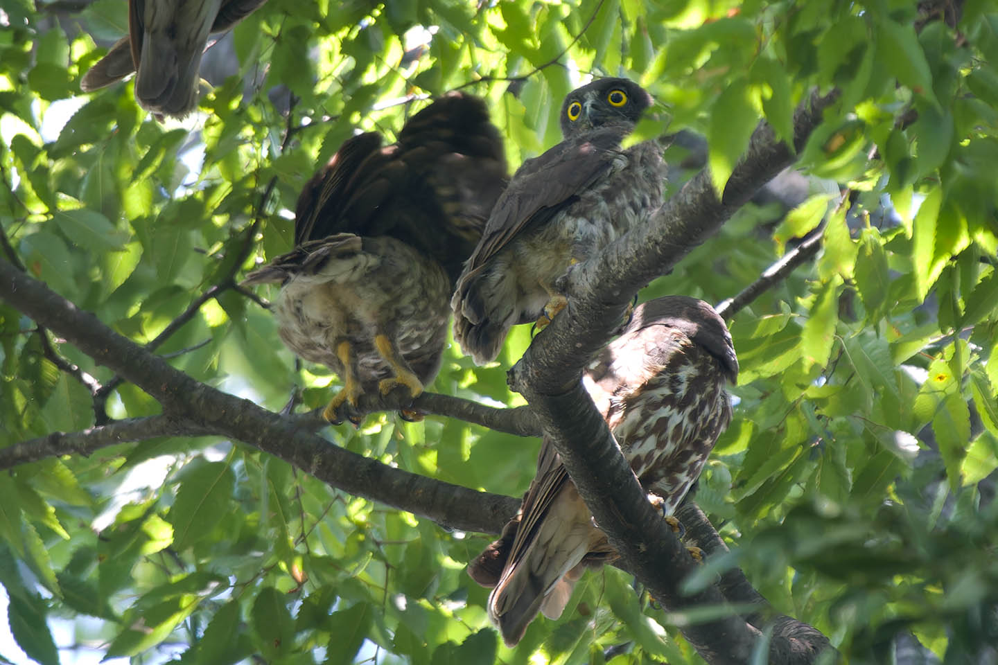 Canon EOS 60D + TAMRON SP 150-600mm F/5-6.3 Di VC USD (A011) and DxO PureRAW 3