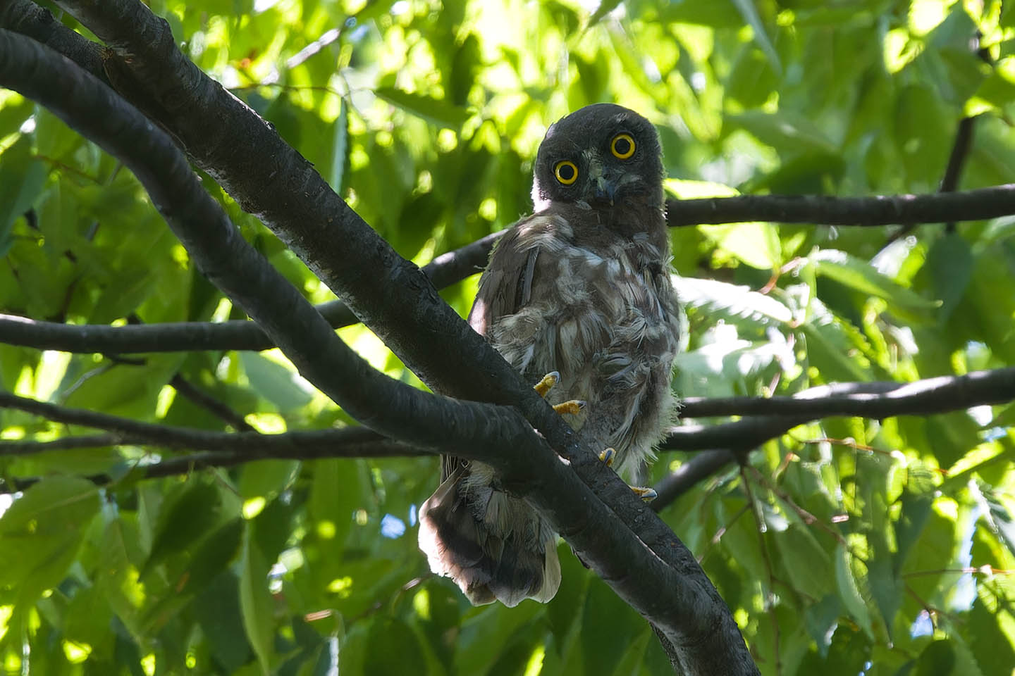 Canon EOS 60D + TAMRON SP 150-600mm F/5-6.3 Di VC USD (A011) and DxO PureRAW 3