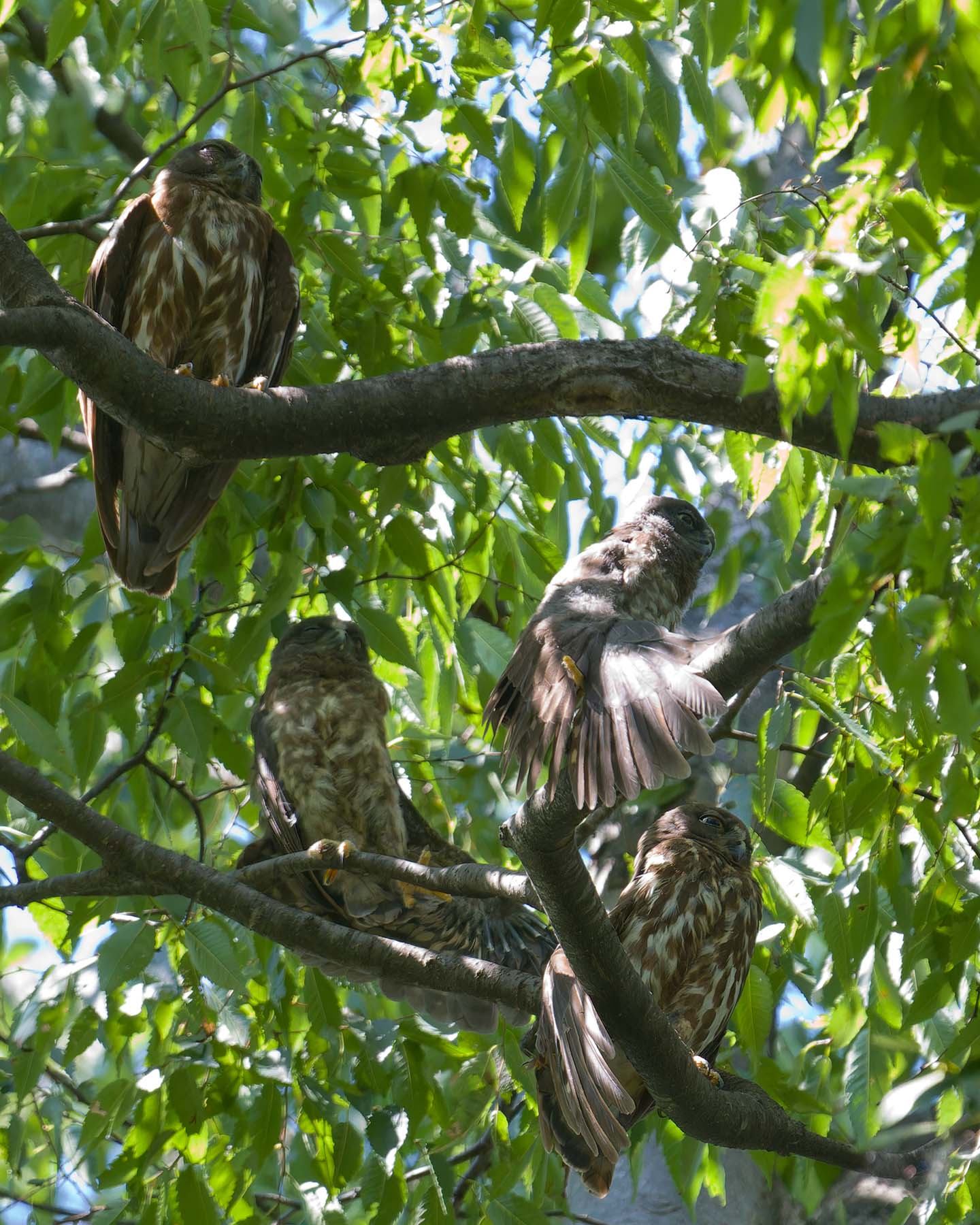 Canon EOS 60D + TAMRON SP 150-600mm F/5-6.3 Di VC USD (A011) and DxO PureRAW 3