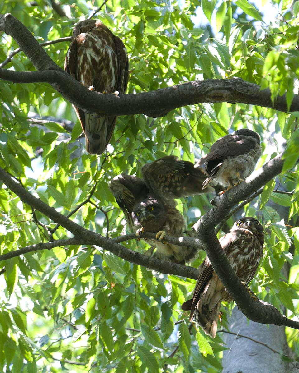 Canon EOS 60D + TAMRON SP 150-600mm F/5-6.3 Di VC USD (A011) and DxO PureRAW 3
