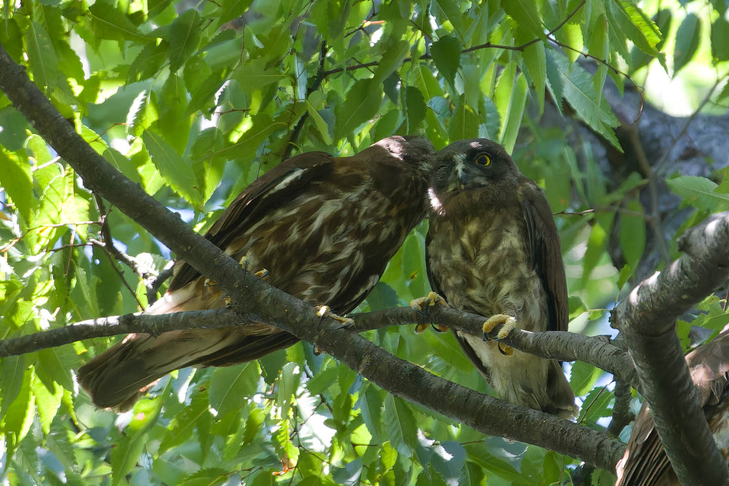 Canon EOS 60D + TAMRON SP 150-600mm F/5-6.3 Di VC USD (A011) and DxO PureRAW 3