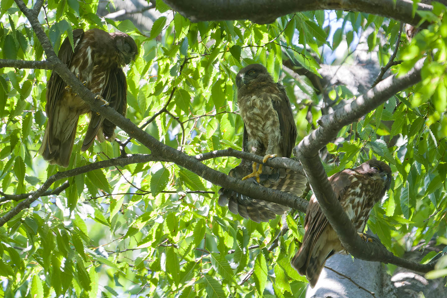 Canon EOS 60D + TAMRON SP 150-600mm F/5-6.3 Di VC USD (A011) and DxO PureRAW 3